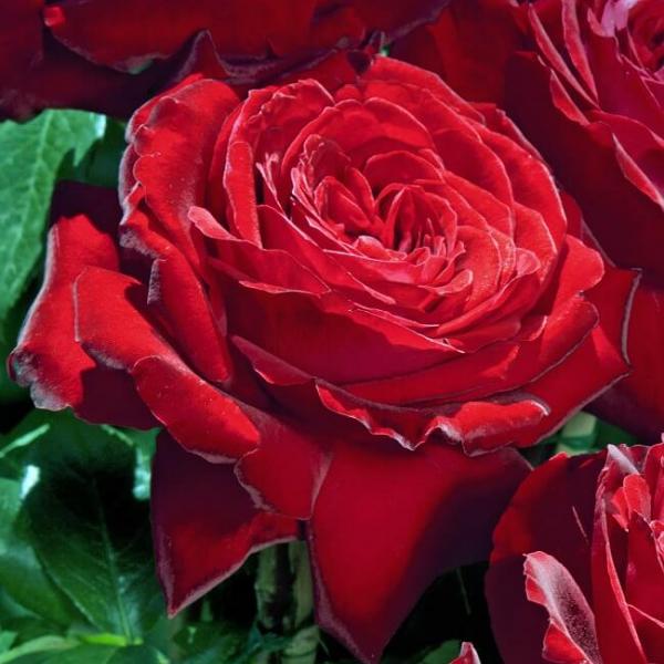 NOEMIE DE ROTHSCHILD ® lapnoem